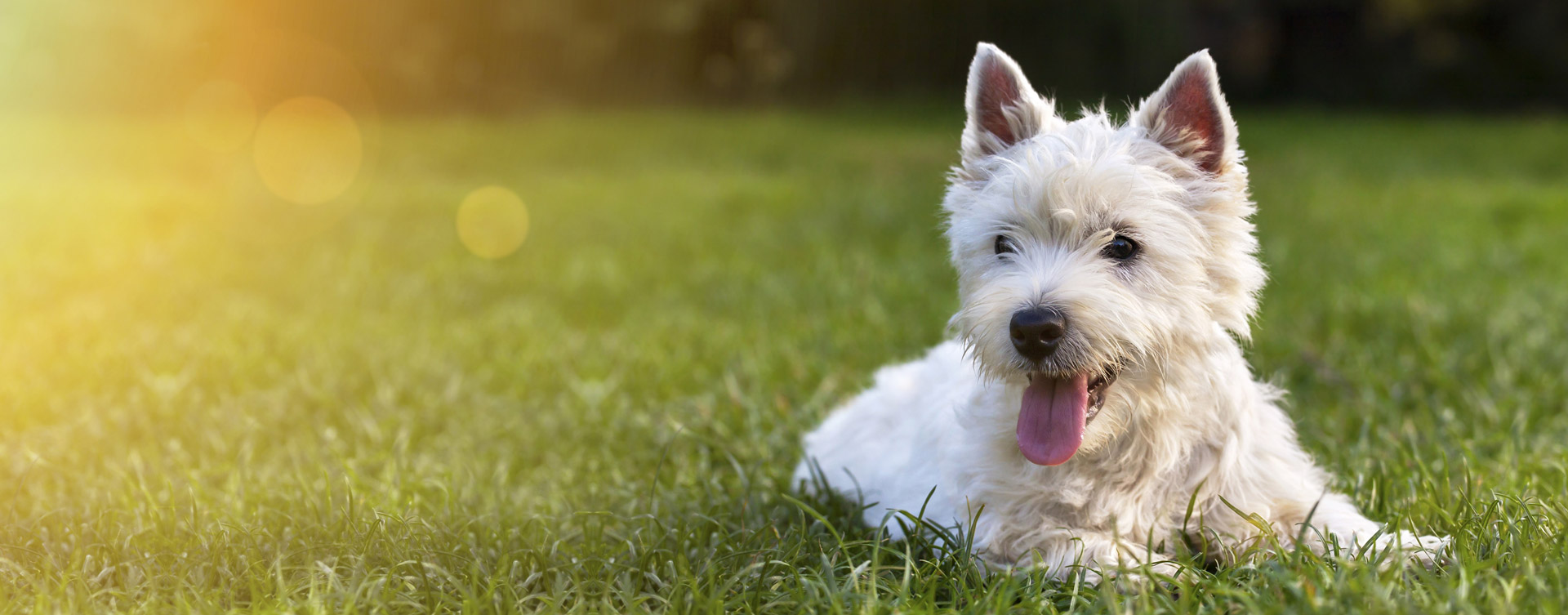 hundepension für ulm, augsburg