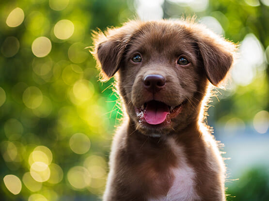 willkommen in ihrer hundepension für ulm, augsburg